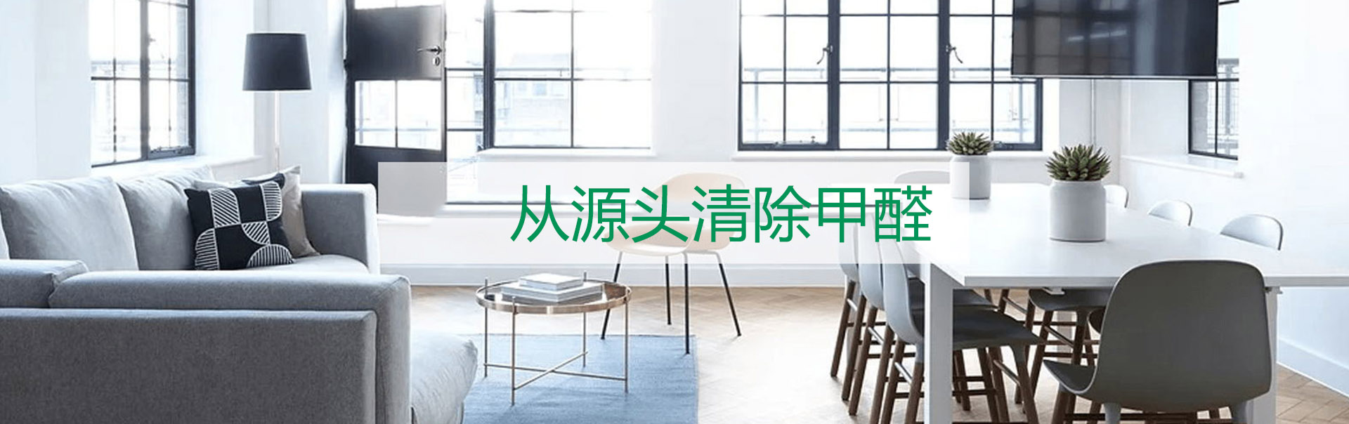 山東丹參,丹參苗,臨沂丹參苗,泰安丹參,青島丹參苗